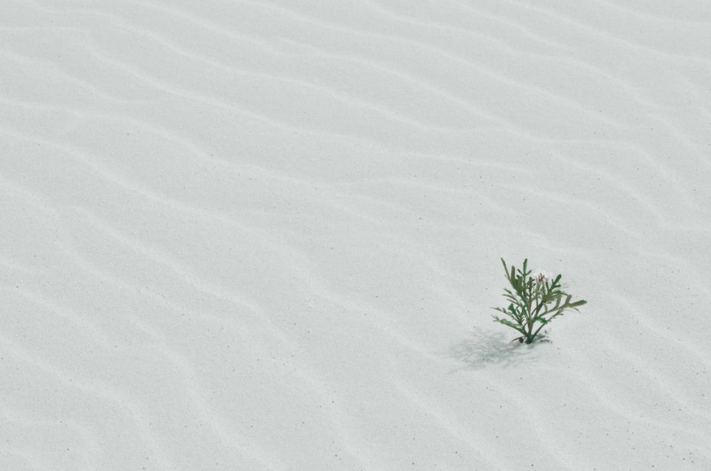 New Life Breaking Through The Desert